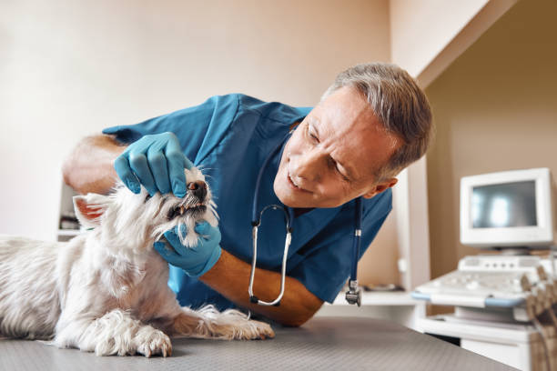 Best Emergency Dentist for Knocked-Out Tooth in Glenville, WV
